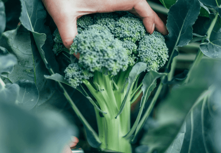 Raw vs. Cooked - What’s the best way to eat your vegetables?