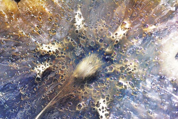 Unleashing the Power of the Human Microbiome - Webinar Takeaways & Replays